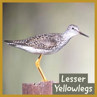 Lesser Yellowlegs